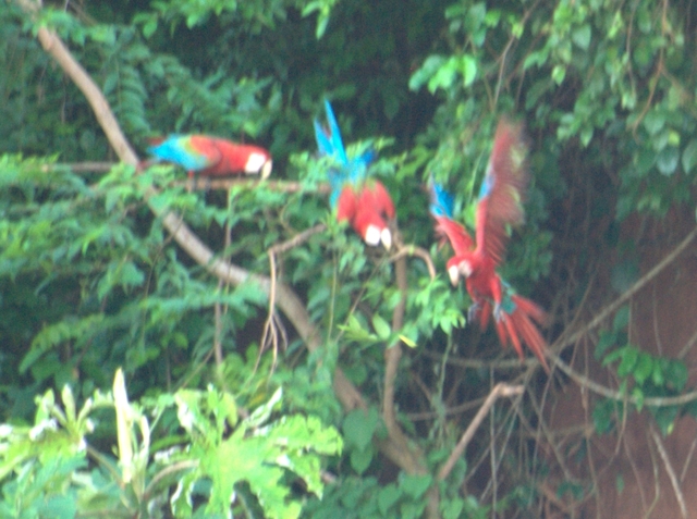 Macaws in a tree