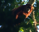 Image of Howler Monkey