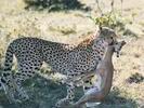 Images from a cheetahs pursuit of dinner