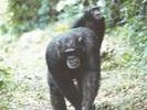 Male Chimpanzee