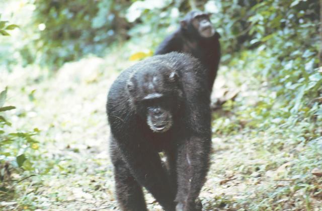 22chimpanzee