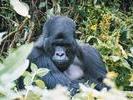 Mountain Gorilla