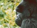 11gorilla closeup