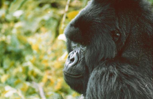 11gorilla closeup