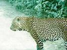 image of leopard