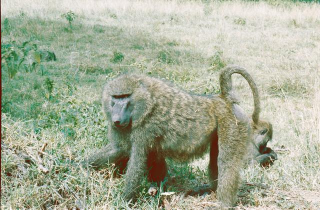 08baboon