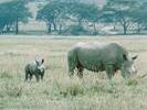 14baby rhino