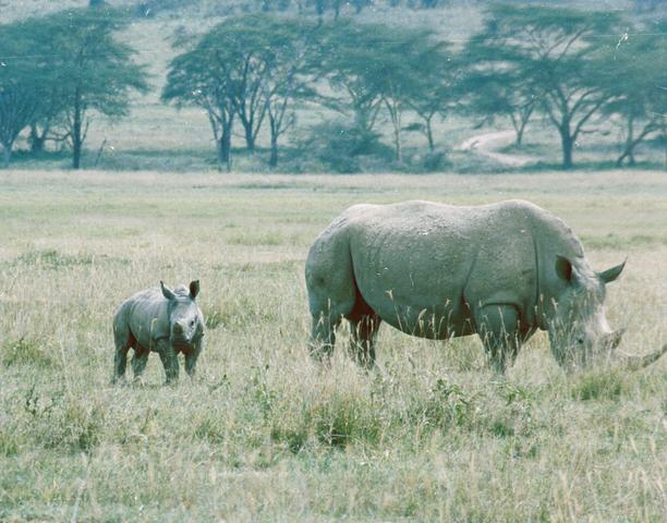 14baby rhino
