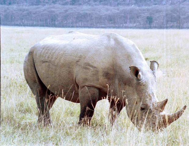 06rhino