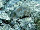 00hyrax