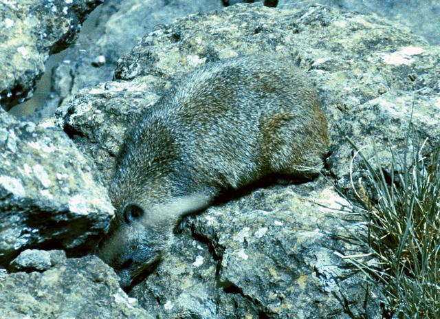 17hyrax