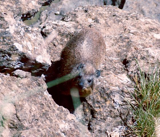 18hyrax