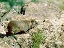 02hyrax