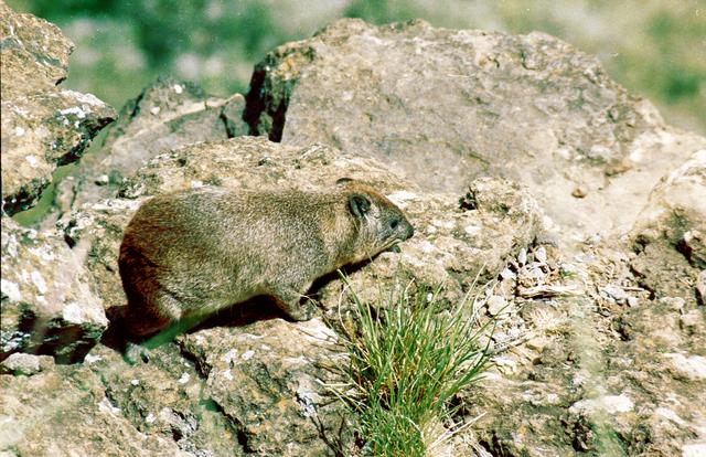 19hyrax