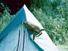 15baboon tent