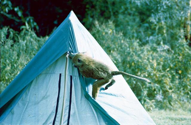 15baboon tent