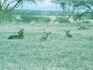 22waterbuck