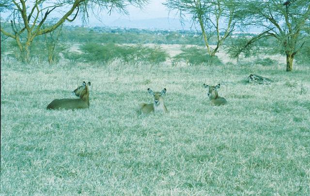 22waterbuck