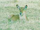 Waterbuck