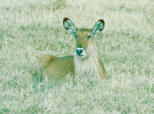 23waterbuck