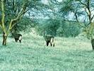 24waterbuck