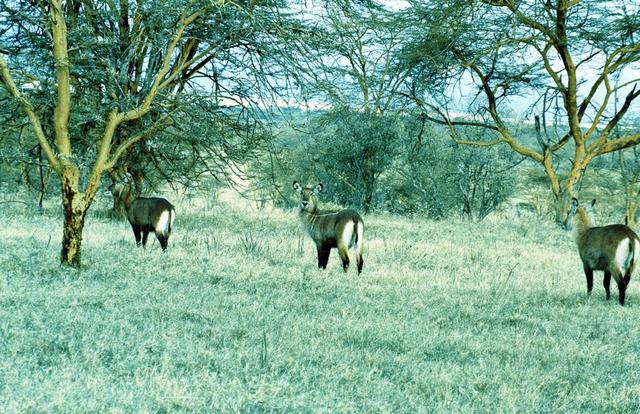 24waterbuck