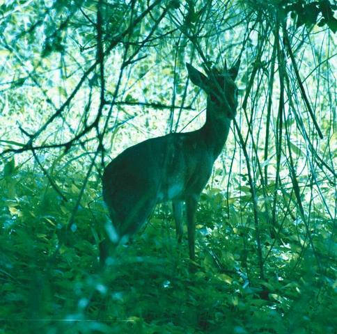 06dikdik