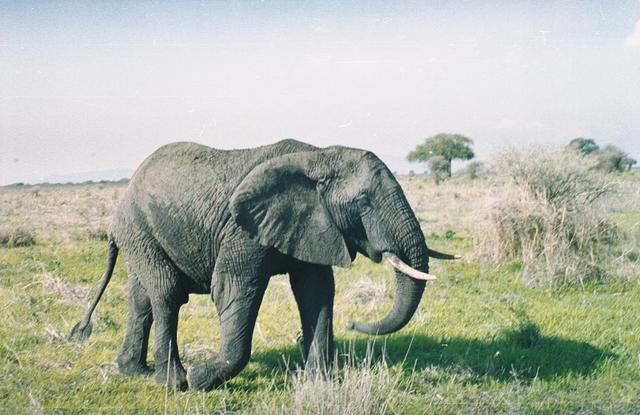 03elephant