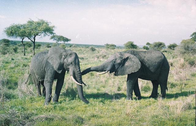 16elephant greeting