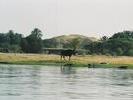 Water buffalo