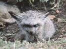 bat-eared fox pup