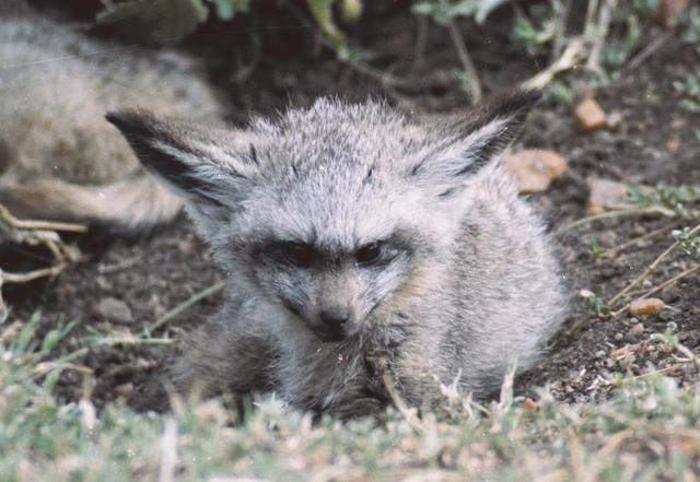 06bat-eared-fox-pup