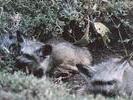 16bat-eared-fox