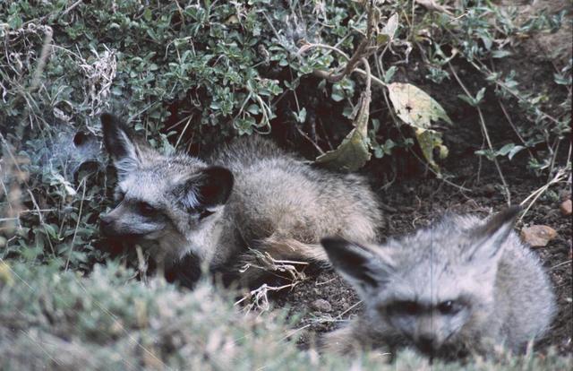 16bat-eared-fox