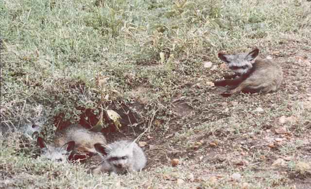 17bat-eared-fox