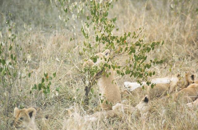 09lioncubs