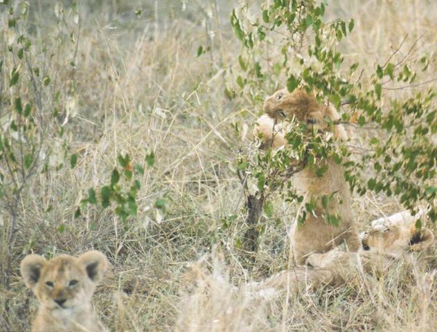 10lioncubs