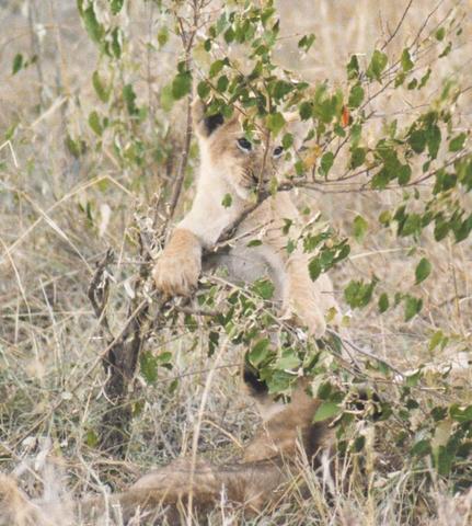 11lioncubs