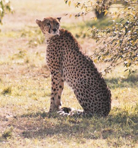 08cheetah