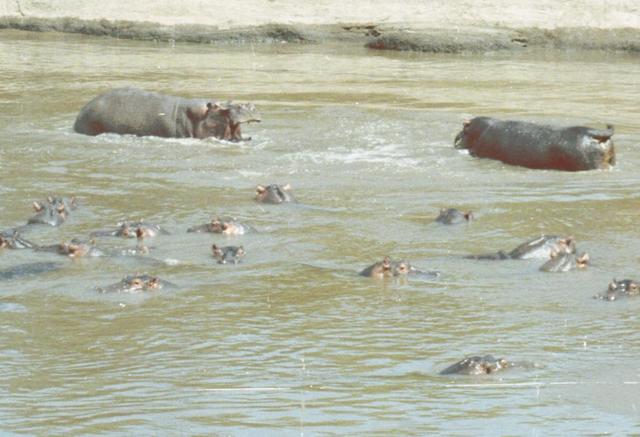 04hippos