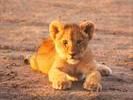 Image of Lion Cub
