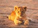 Images of Bewildered Lion Cubs