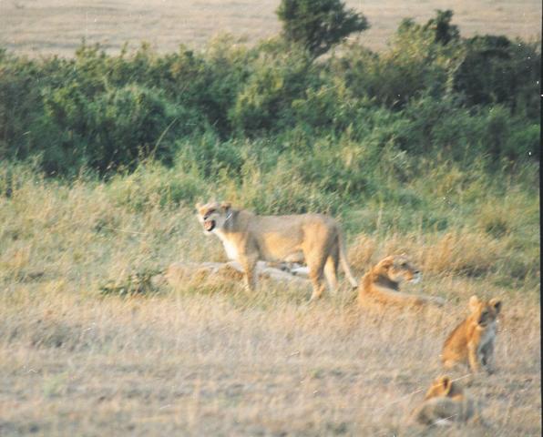 16lioness