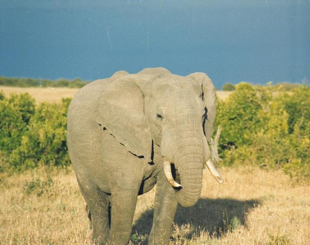 00elephant