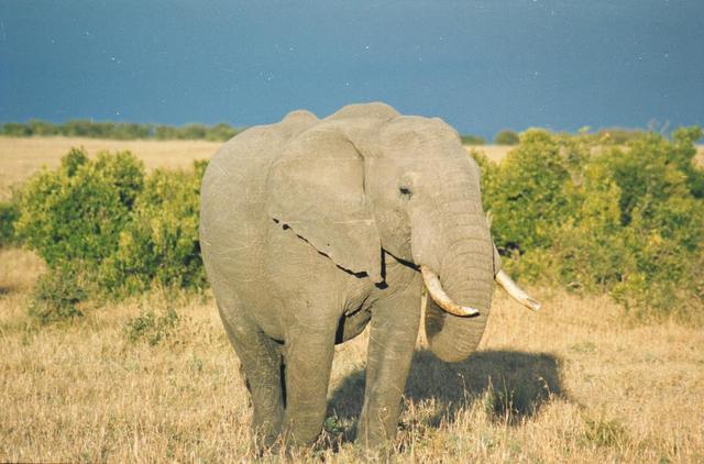 01elephant