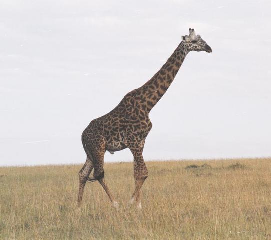 04giraffe