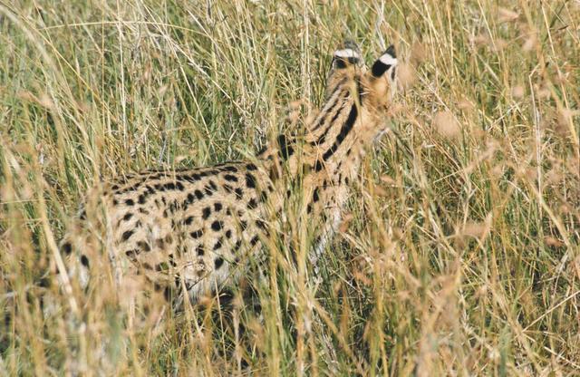 05serval