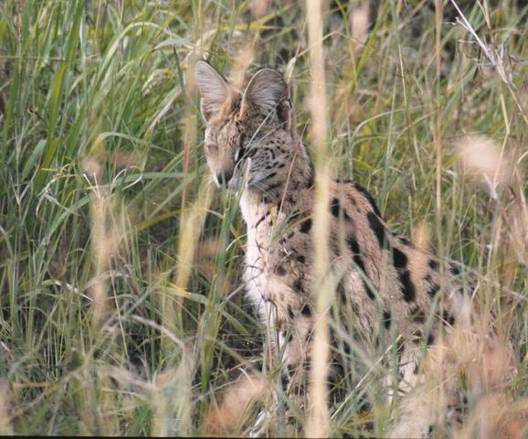 14serval