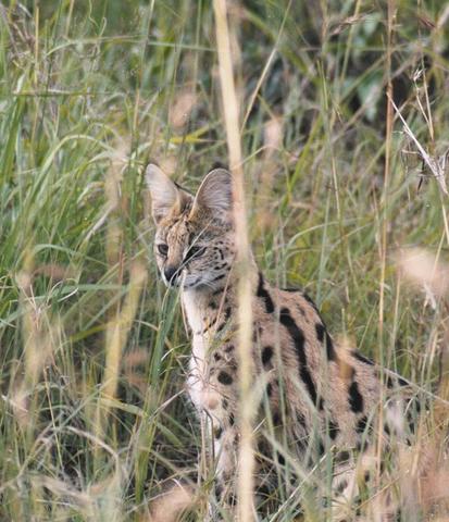 15serval