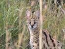 Image of serval